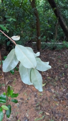 Elaeagnus loureiroi, photograph CYL, CC BY, iNaturalist via GBIF