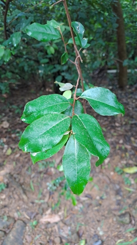 Elaeagnus loureiroi, photograph 3
