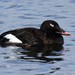 White-winged Scoter - Photo (c) Joanne Redwood, some rights reserved (CC BY-NC)