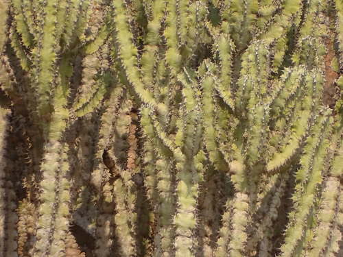 Image of Euphorbia virosa by (c) Shaun Swanepoel, some rights reserved (CC BY)