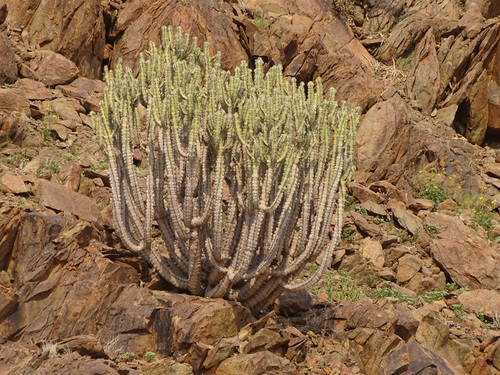 Image of Euphorbia virosa by (c) Shaun Swanepoel, some rights reserved (CC BY)
