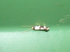 Opogona comptella
