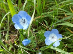 Nemophila menziesii menziesii
