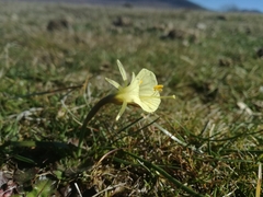 Narcissus bulbocodium graellsii
