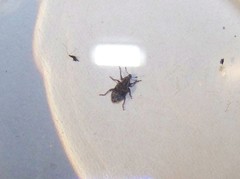 Listronotus bonariensis