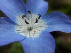 Nemophila menziesii menziesii