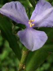 Coleotrype natalensis