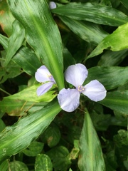 Coleotrype natalensis