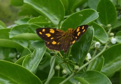 Metisella metis