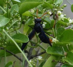 Synagris