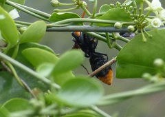 Synagris