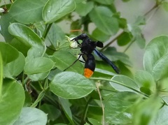 Synagris
