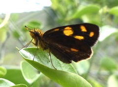 Metisella metis
