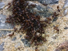 Crematogaster castanea