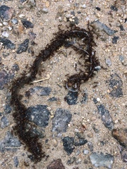 Crematogaster castanea