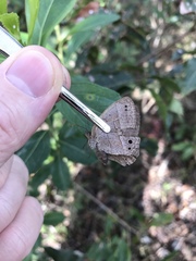 Yphthimoides patricia