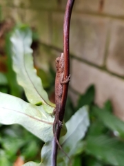 Anolis mariarum