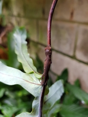 Anolis mariarum