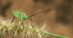 Acanthoplus discoidalis
