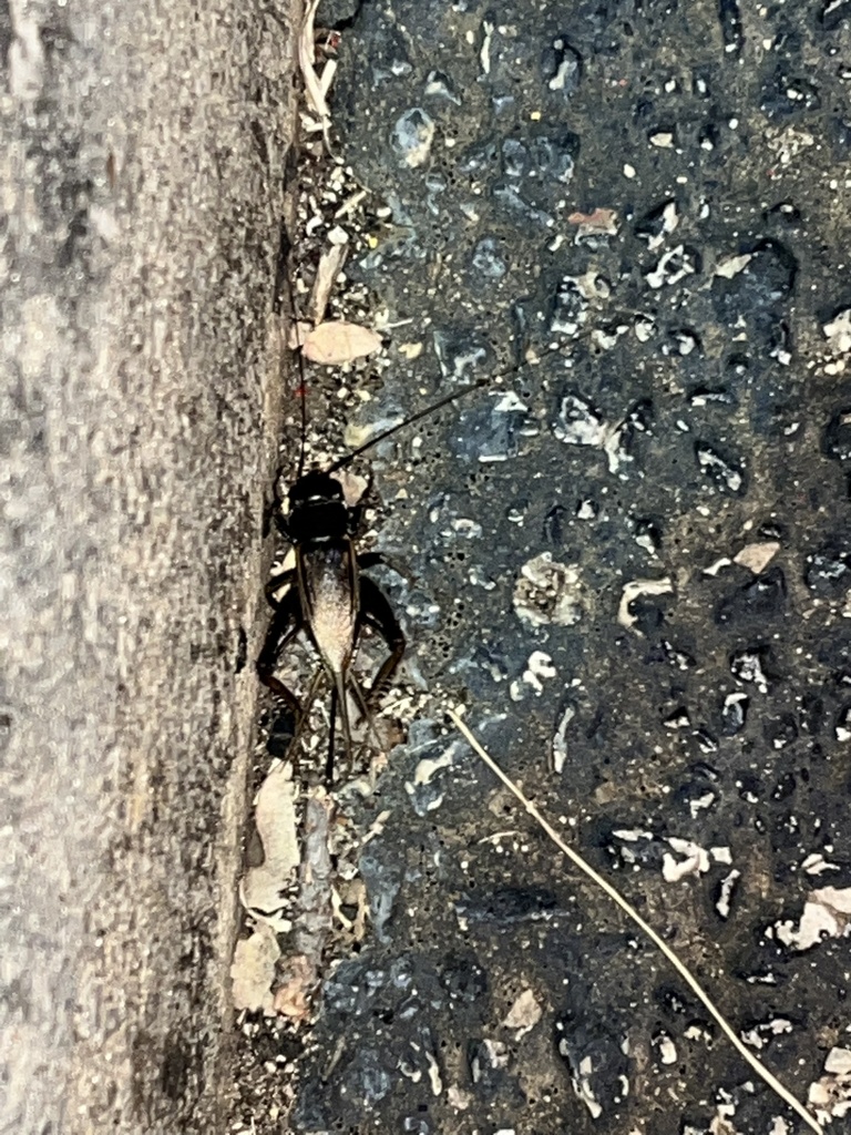 Crickets from The University of Texas at San Antonio, San Antonio, TX