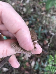 Yphthimoides patricia