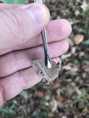 Yphthimoides patricia