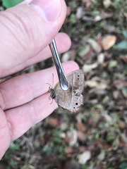 Yphthimoides patricia