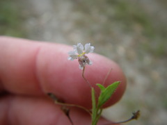 Goodenia armstrongiana