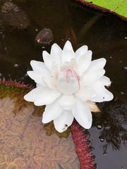 Victoria amazonica