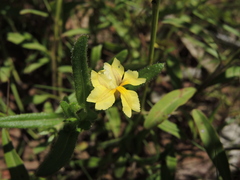 Goodenia pilosa
