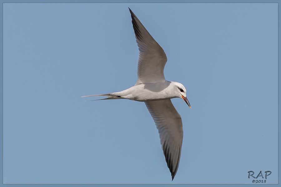 Snowy-crowned Tern