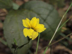 Goodenia pilosa