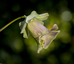 Cobaea scandens