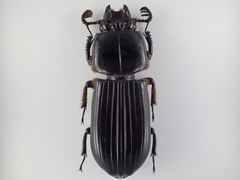 Passalus