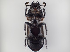 Passalus