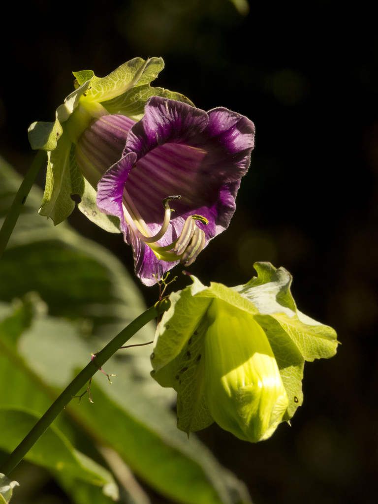 Cup-and-saucer vine