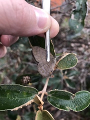 Nhambikuara cerradensis