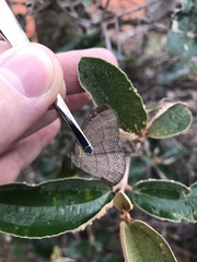 Nhambikuara cerradensis