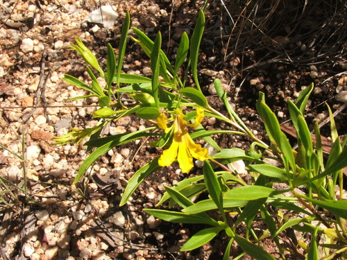 Goodenia stirlingi