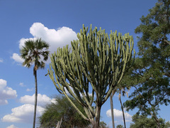 Euphorbia candelabrum