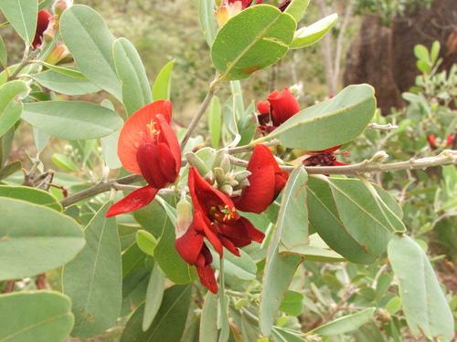 Gastrolobium grandiflorum F.Muell.