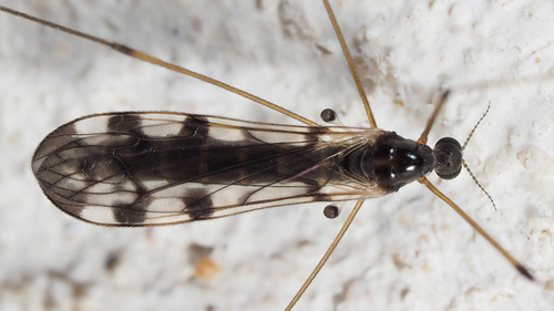 Dicranomyia lucida