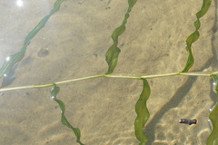 Potamogeton praelongus