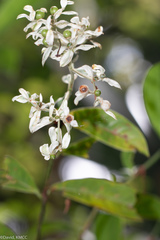 Gaertnera phyllostachya