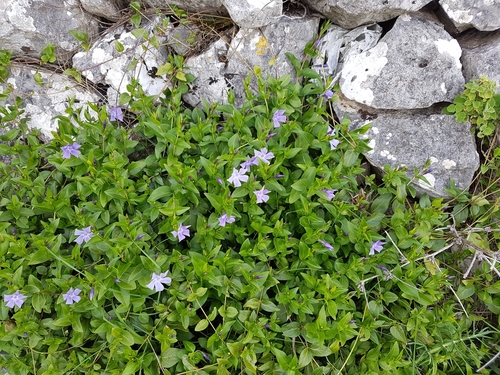 Intermediate Periwinkle