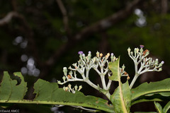 Anthocleista amplexicaulis