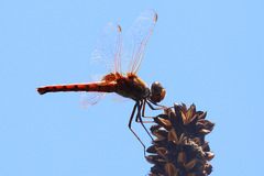 Aethriamanta circumsignata