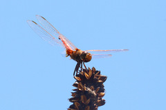 Aethriamanta circumsignata