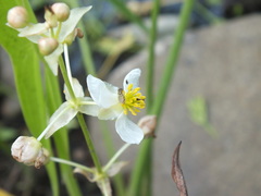 Sagittaria brevirostra
