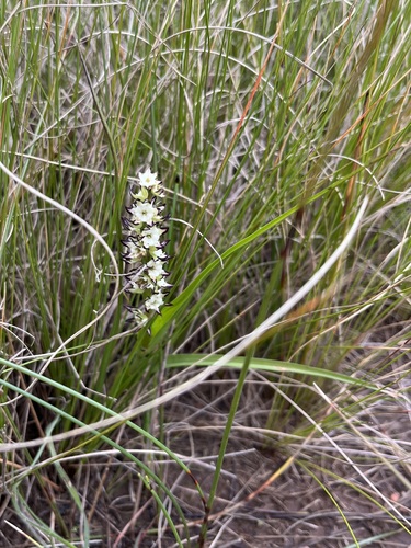 Image of Wurmbea spicata by (c) Charleen Brunke, some rights reserved (CC BY)